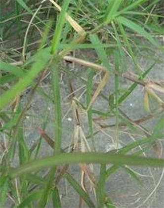 標題：狗牙根
瀏覽次數：2501
發表時間：2017-11-02