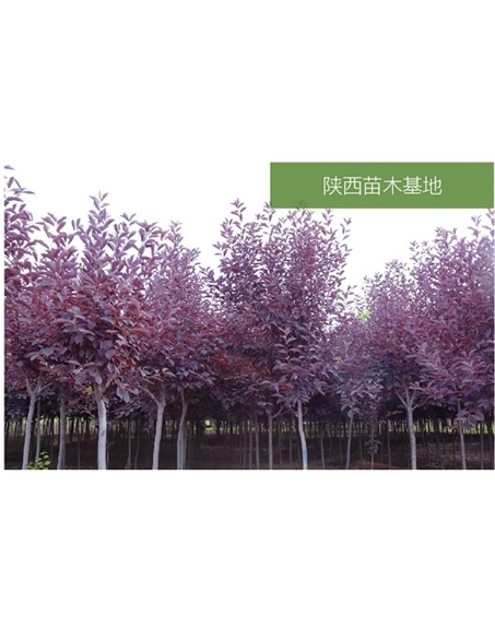 標題：苗木基地
瀏覽次數：2147
發表時間：2020-10-17