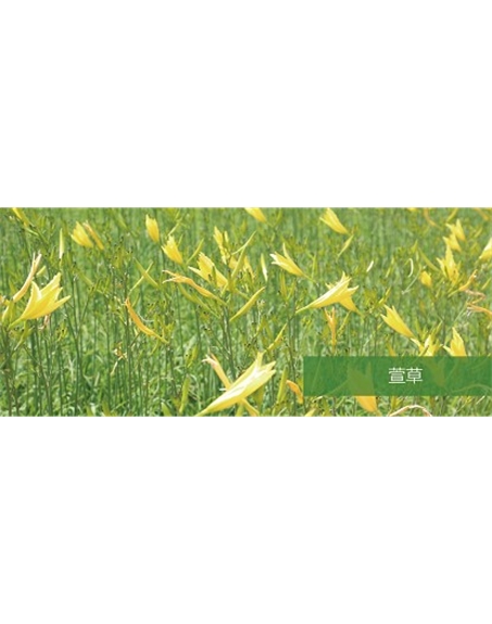 標題：地被
瀏覽次數：1538
發表時間：2020-10-17