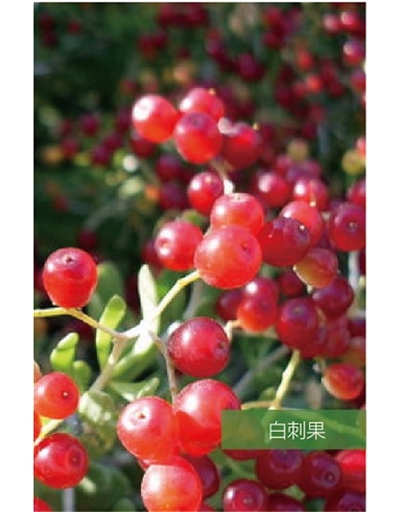 標題：名貴樹種
瀏覽次數：1447
發表時間：2020-10-17