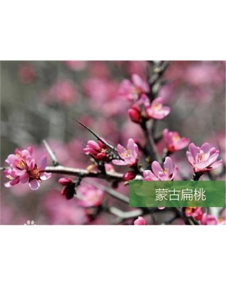 標題：名貴樹種
瀏覽次數：1327
發表時間：2020-10-17