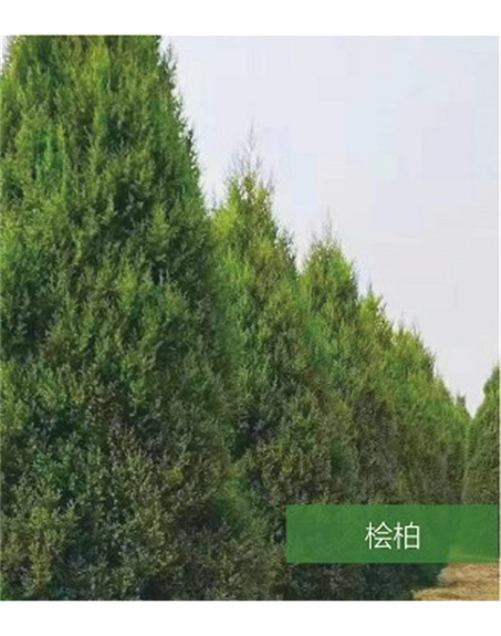 標題：名貴樹種
瀏覽次數：1558
發表時間：2020-10-17