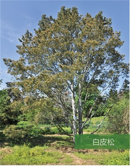 標題：名貴樹種
瀏覽次數：2070
發表時間：2020-10-17