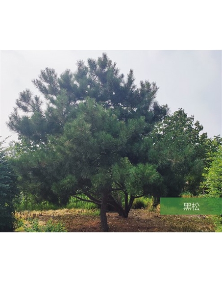 標題：名貴樹種
瀏覽次數(shù)：2089
發(fā)表時間：2020-10-17