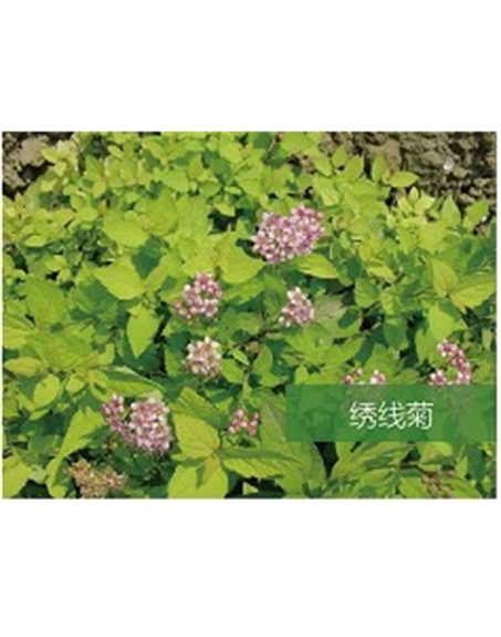 標(biāo)題：?jiǎn)坦嗄?瀏覽次數(shù)：1644
發(fā)表時(shí)間：2020-10-17