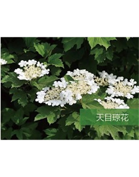 標題：喬灌木
瀏覽次數：1639
發表時間：2020-10-17