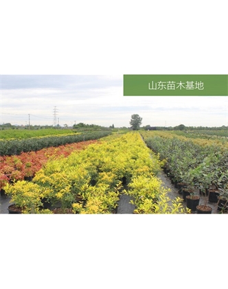 標題：苗木基地
瀏覽次數：2191
發表時間：2020-10-17