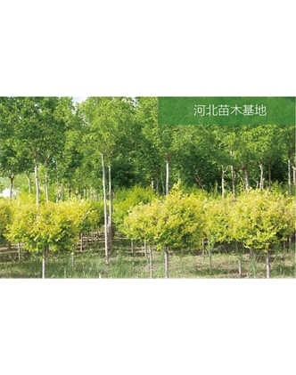 標題：苗木基地
瀏覽次數：2136
發表時間：2020-10-17