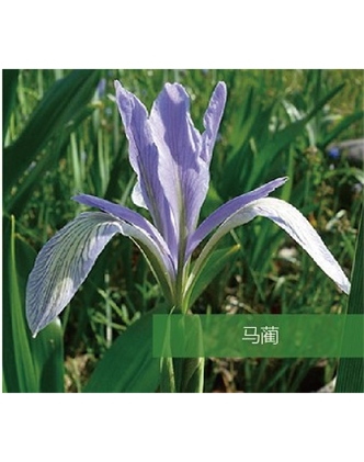 標(biāo)題：地被
瀏覽次數(shù)：1513
發(fā)表時間：2020-10-17