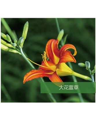 標(biāo)題：地被
瀏覽次數(shù)：1495
發(fā)表時間：2020-10-17