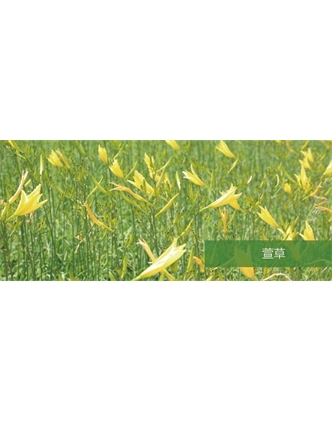 標(biāo)題：地被
瀏覽次數(shù)：1535
發(fā)表時間：2020-10-17
