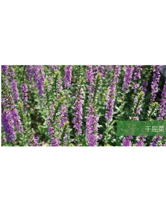 標題：地被
瀏覽次數：1873
發表時間：2020-10-17