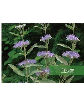 標(biāo)題：名貴樹種
瀏覽次數(shù)：1508
發(fā)表時間：2020-10-17