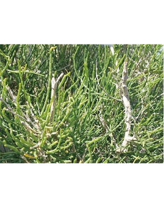 標(biāo)題：名貴樹種
瀏覽次數(shù)：1540
發(fā)表時間：2020-10-17