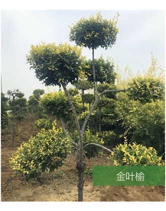 標(biāo)題：名貴樹種
瀏覽次數(shù)：1471
發(fā)表時間：2020-10-17