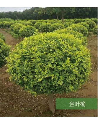 標題：名貴樹種
瀏覽次數：1478
發表時間：2020-10-17