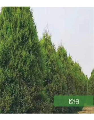 標題：名貴樹種
瀏覽次數：1445
發表時間：2020-10-17
