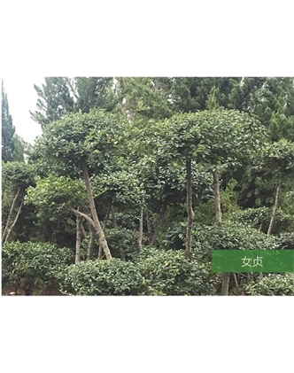 標題：名貴樹種
瀏覽次數：1506
發表時間：2020-10-17