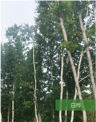 標題：名貴樹種
瀏覽次數：1496
發表時間：2020-10-17