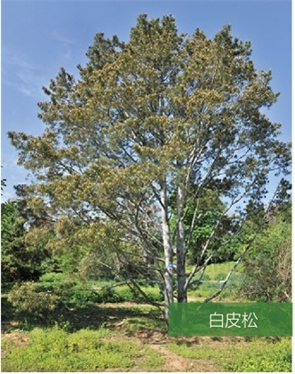 標題：名貴樹種
瀏覽次數：2087
發表時間：2020-10-17