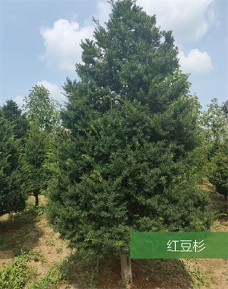 標題：名貴樹種
瀏覽次數：1923
發表時間：2020-10-17