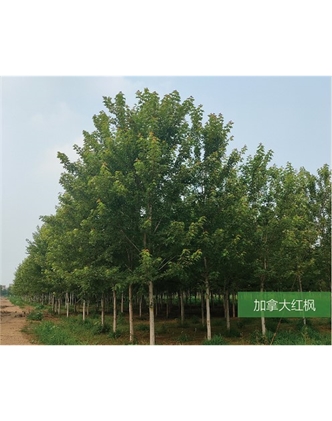 標題：名貴樹種
瀏覽次數：1876
發表時間：2020-10-17