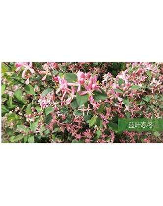標題：喬灌木
瀏覽次數：1477
發表時間：2020-10-17