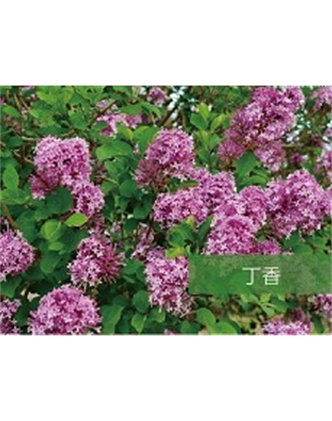 標題：喬灌木
瀏覽次數：1485
發表時間：2020-10-17