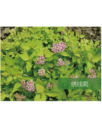 標題：喬灌木
瀏覽次數：1550
發表時間：2020-10-17