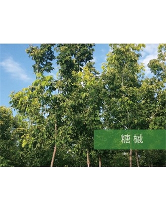 標題：喬灌木
瀏覽次數：2223
發表時間：2020-10-17