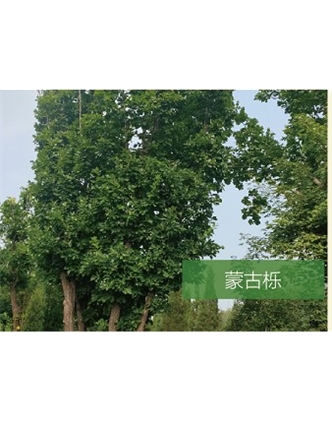 標題：喬灌木
瀏覽次數：2194
發表時間：2020-10-17