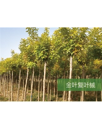 標題：喬灌木
瀏覽次數：2020
發表時間：2020-10-17